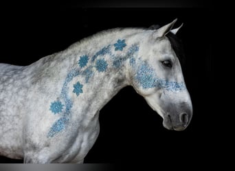 Other Warmbloods, Gelding, 7 years, 16 hh, Grey-Dapple