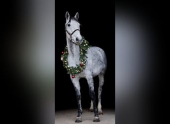 Other Warmbloods, Gelding, 7 years, 16 hh, Grey-Dapple