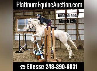 Other Warmbloods, Gelding, 7 years, 16 hh, Palomino