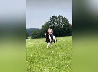 Other Warmbloods, Gelding, 7 years, 16 hh, Pinto