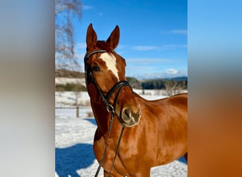 Other Warmbloods, Gelding, 7 years, 16,1 hh, Chestnut-Red