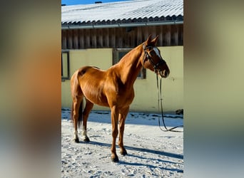 Other Warmbloods, Gelding, 7 years, 16,1 hh