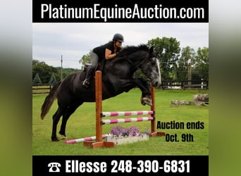 Other Warmbloods, Gelding, 7 years, 17,2 hh, Gray