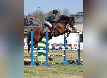 Other Warmbloods, Gelding, 7 years, 17 hh, Bay