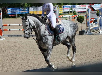 Other Warmbloods, Gelding, 7 years, 17 hh, Grey-Dapple