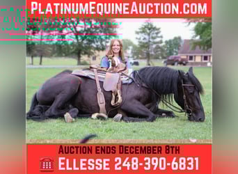 Other Warmbloods, Gelding, 7 years, Black