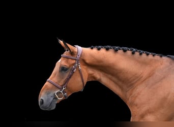 Other Warmbloods, Gelding, 7 years, Brown