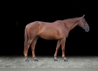 Other Warmbloods, Gelding, 7 years, Brown