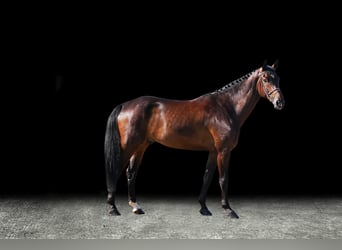 Other Warmbloods, Gelding, 7 years, Brown