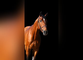 Other Warmbloods, Gelding, 7 years, Brown