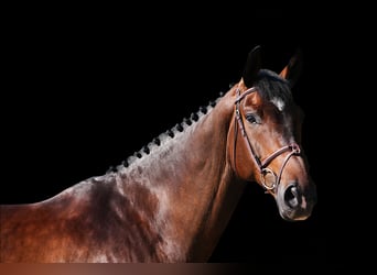 Other Warmbloods, Gelding, 7 years, Brown