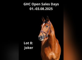 Other Warmbloods, Gelding, 7 years, Brown