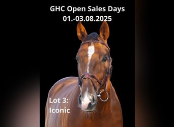 Other Warmbloods, Gelding, 7 years, Brown