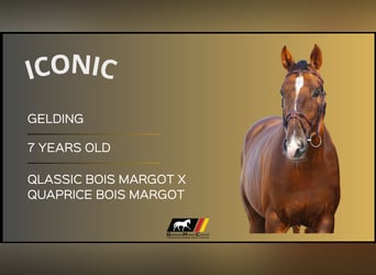 Other Warmbloods, Gelding, 7 years, Brown