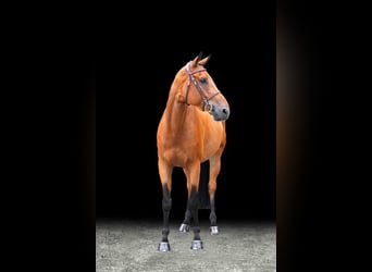 Other Warmbloods, Gelding, 7 years, Brown