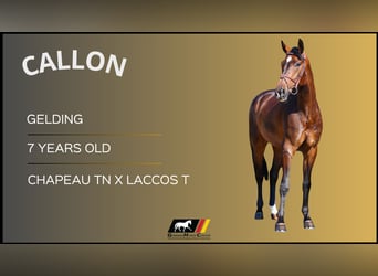 Other Warmbloods, Gelding, 7 years, Brown