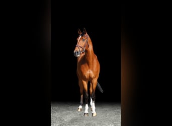 Other Warmbloods, Gelding, 7 years, Brown