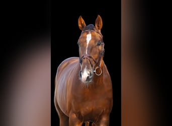 Other Warmbloods, Gelding, 7 years, Brown