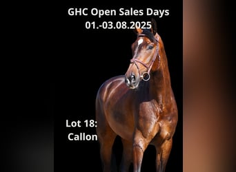 Other Warmbloods, Gelding, 7 years, Brown