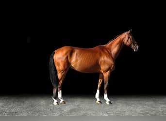 Other Warmbloods, Gelding, 7 years, Brown