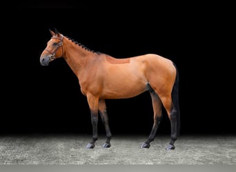 Other Warmbloods, Gelding, 7 years, Brown