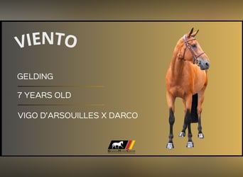 Other Warmbloods, Gelding, 7 years, Brown