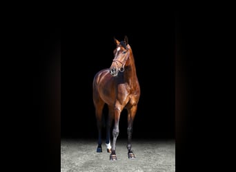 Other Warmbloods, Gelding, 7 years, Brown