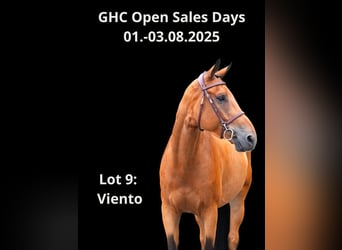 Other Warmbloods, Gelding, 7 years, Brown