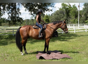 Other Warmbloods, Gelding, 7 years