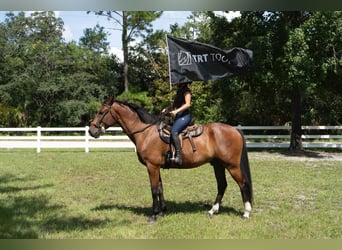 Other Warmbloods, Gelding, 7 years