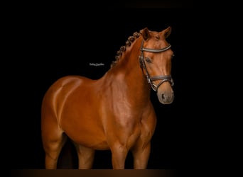 Other Warmbloods, Gelding, 8 years, 12 hh, Chestnut-Red