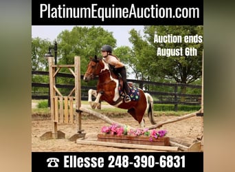 Other Warmbloods, Gelding, 8 years, 13 hh, Tobiano-all-colors
