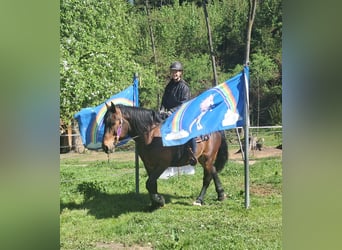 Other Warmbloods, Gelding, 8 years, 15.1 hh, Brown
