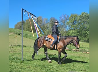 Other Warmbloods, Gelding, 8 years, 15.1 hh, Brown