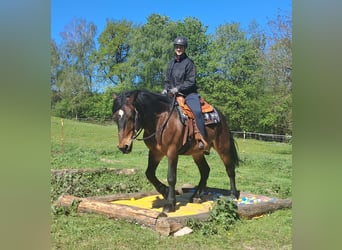 Other Warmbloods, Gelding, 8 years, 15.1 hh, Brown