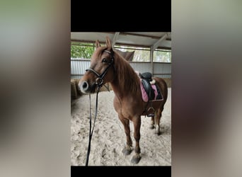 Other Warmbloods, Gelding, 8 years, 15.1 hh, Chestnut