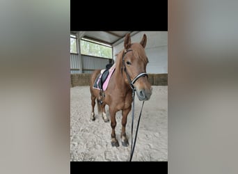 Other Warmbloods, Gelding, 8 years, 15.1 hh, Chestnut