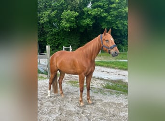 Other Warmbloods Mix, Gelding, 8 years, 15.1 hh, Chestnut-Red