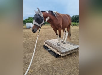 Other Warmbloods, Gelding, 8 years, 15.1 hh, Pinto