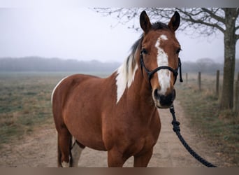 Other Warmbloods, Gelding, 8 years, 15.1 hh, Pinto