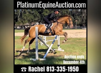 Other Warmbloods, Gelding, 8 years, 15,2 hh, Champagne