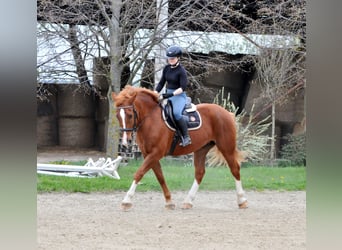 Other Warmbloods, Gelding, 8 years, 15.2 hh, Chestnut-Red