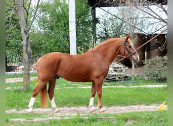 Other Warmbloods, Gelding, 8 years, 15.2 hh, Chestnut-Red