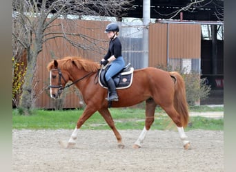 Other Warmbloods, Gelding, 8 years, 15.2 hh, Chestnut-Red
