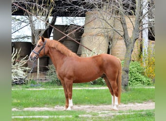 Other Warmbloods, Gelding, 8 years, 15.2 hh, Chestnut-Red