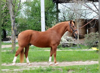 Other Warmbloods, Gelding, 8 years, 15.2 hh, Chestnut-Red