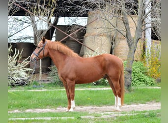 Other Warmbloods, Gelding, 8 years, 15.2 hh, Chestnut-Red