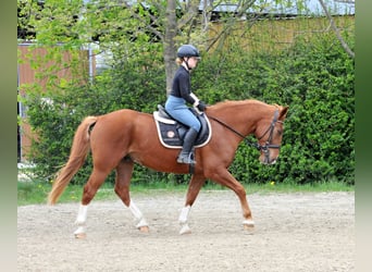 Other Warmbloods, Gelding, 8 years, 15.2 hh, Chestnut-Red