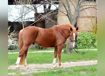Other Warmbloods, Gelding, 8 years, 15.2 hh, Chestnut-Red