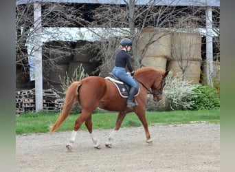 Other Warmbloods, Gelding, 8 years, 15.2 hh, Chestnut-Red
